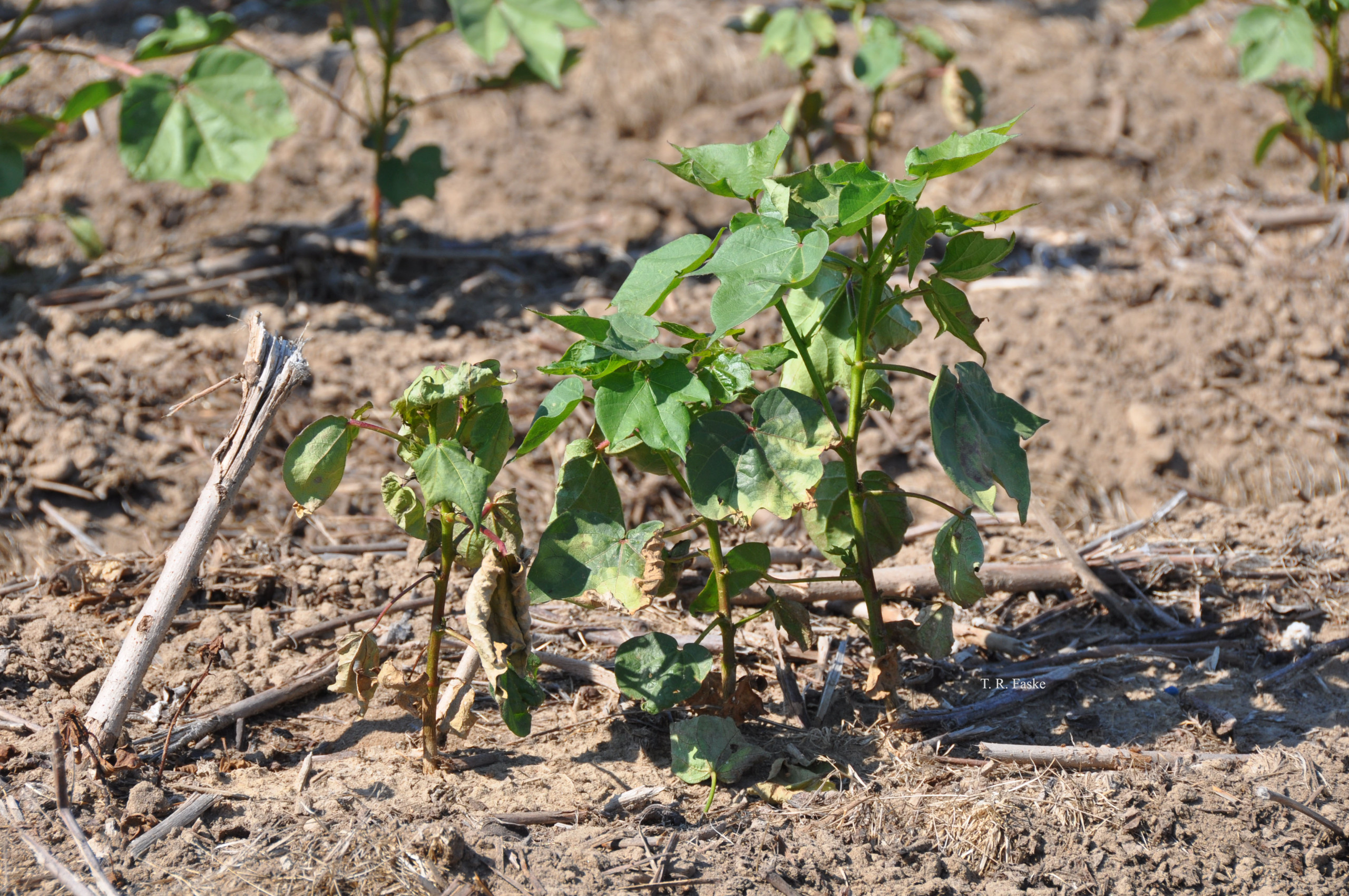 Cotton Disease Loss Estimates from the United States — 2025
