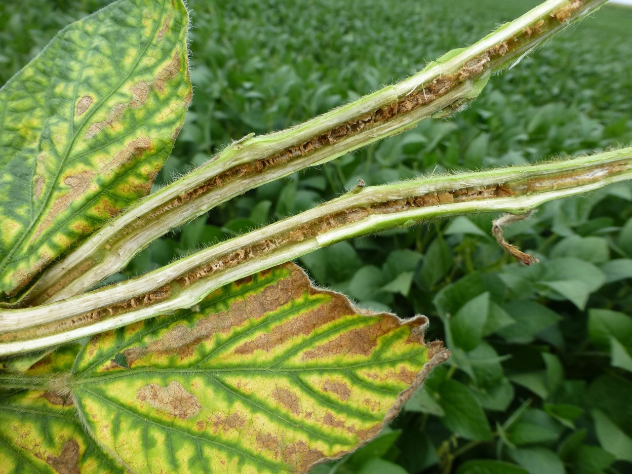 Scouting for Soybean Stem Diseases