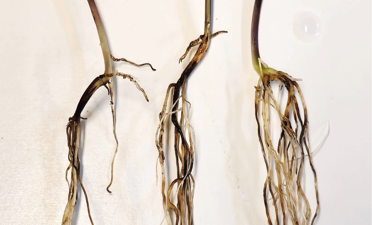 An Overview of Fusarium Root Rot