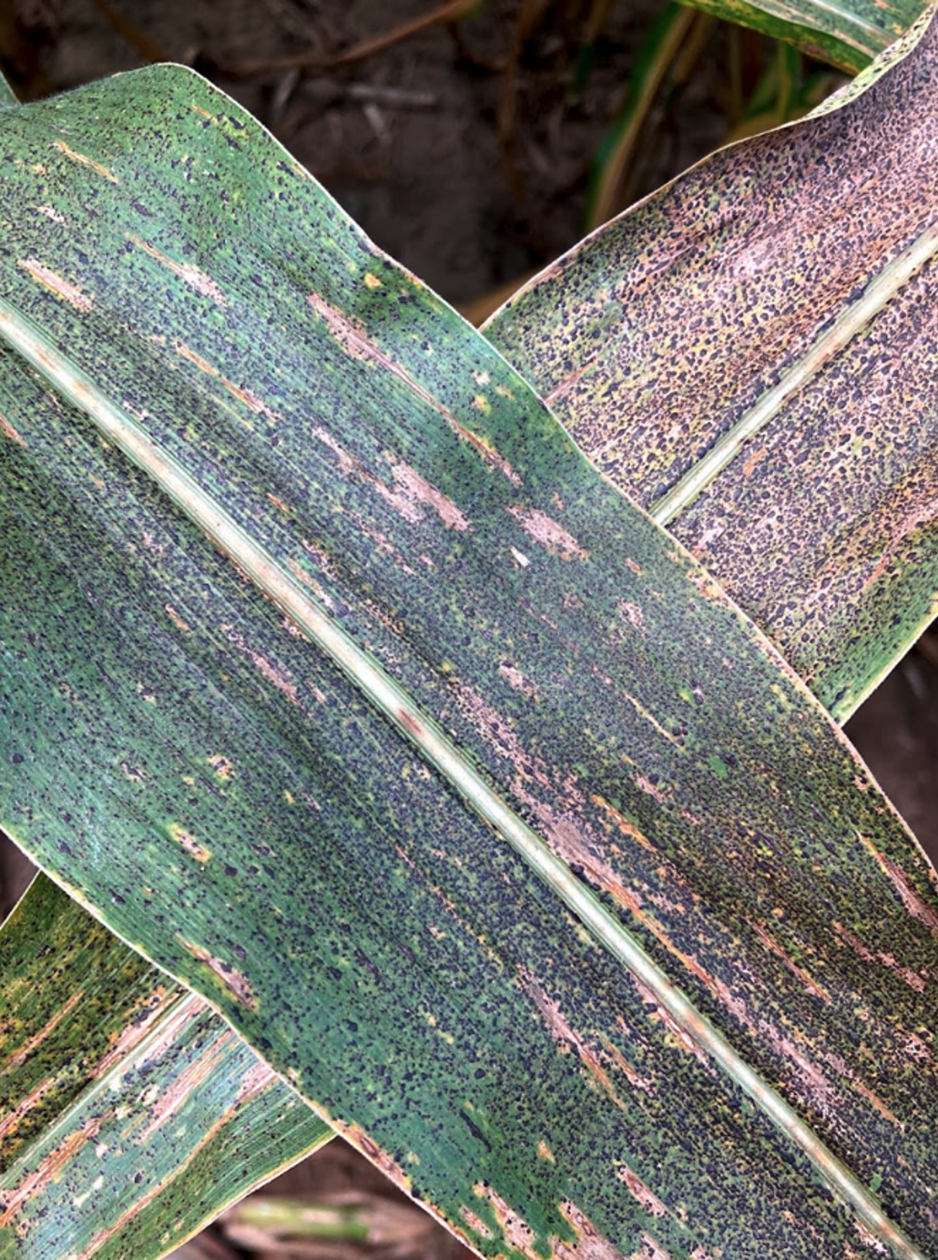 How do Agronomic Choices Affect Tar Spot Severity?