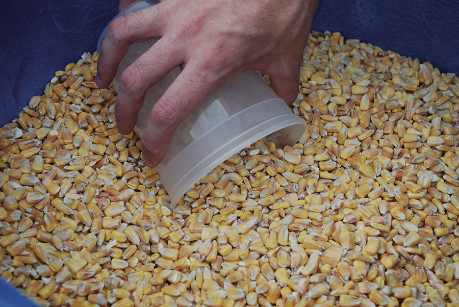 Corn Grain and Silage Sampling and Mycotoxin Testing