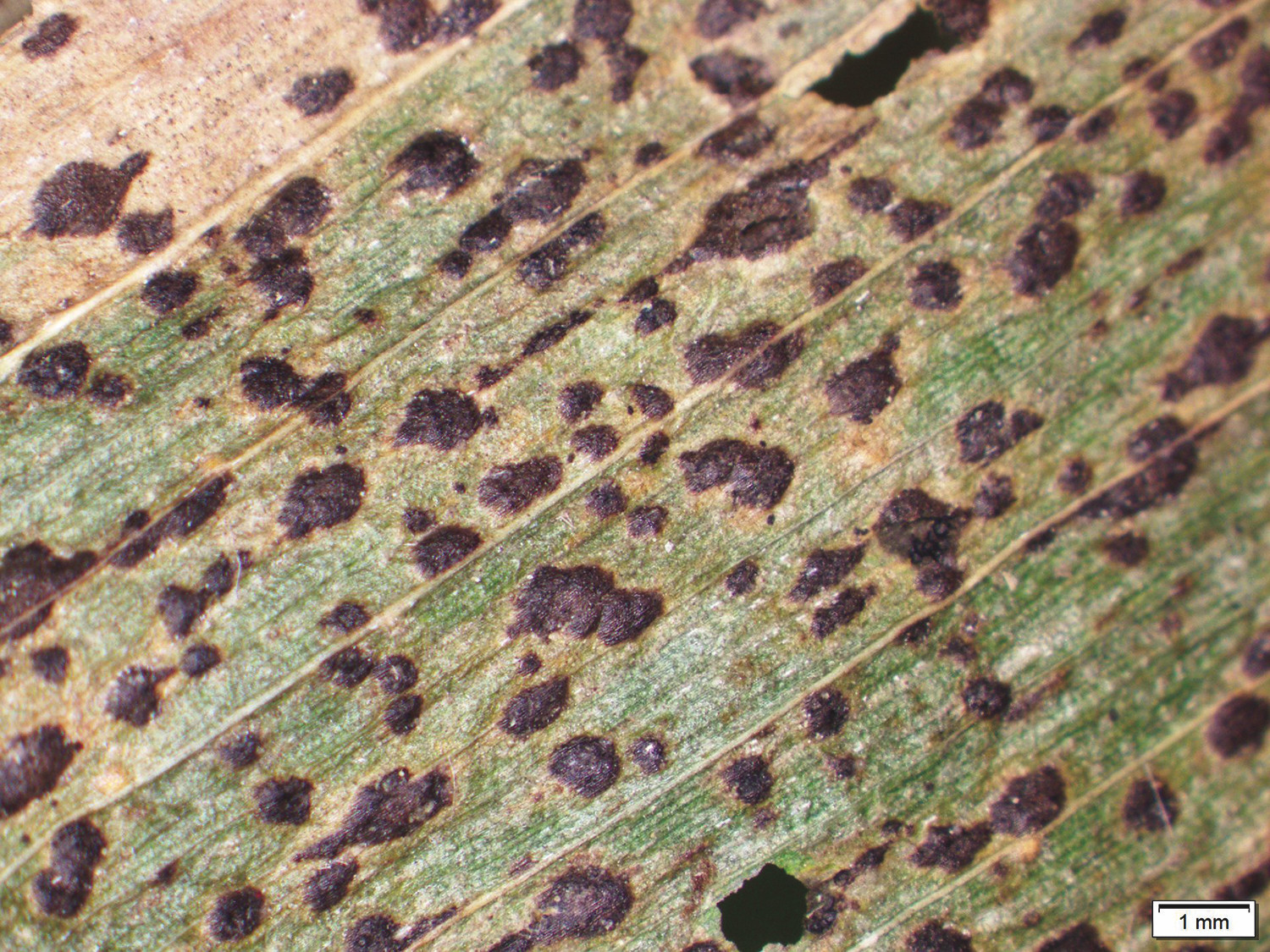 An Overview of Tar Spot