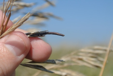 Ergot: Six things to be mindful of with ergot in small grains and grasses