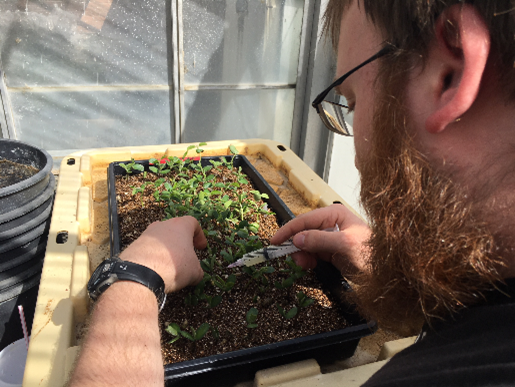 Loss of Effective Soybean Phytophthora Root and Stem Rot Resistance Genes