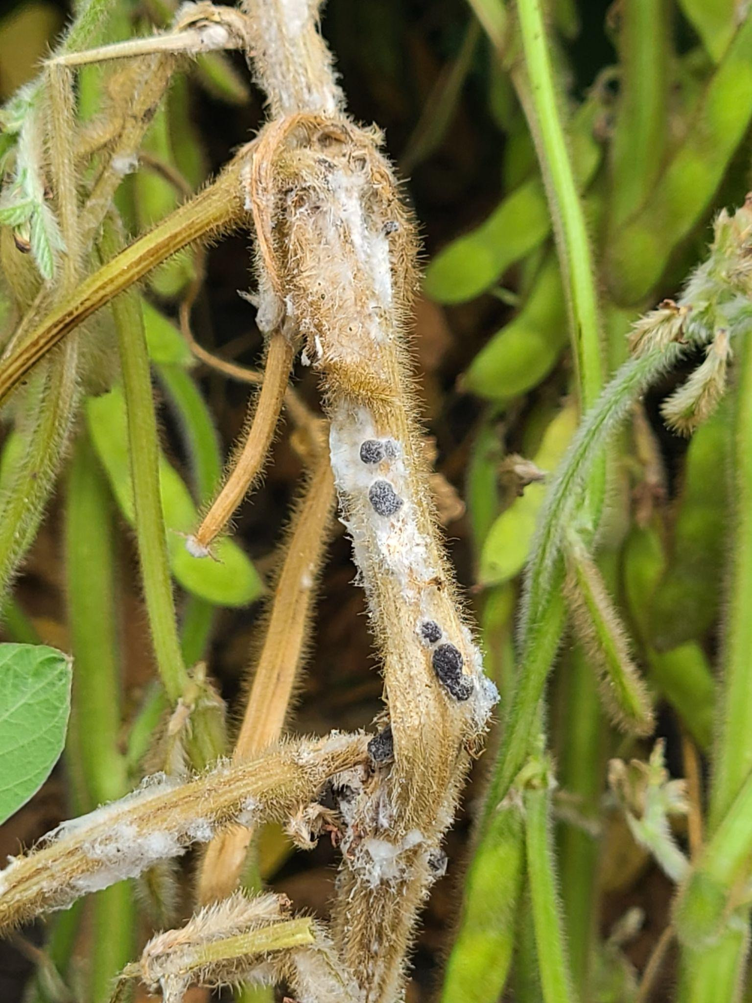 Pesticide Impact on White Mold (Sclerotinia Stem Rot) and Soybean Yield