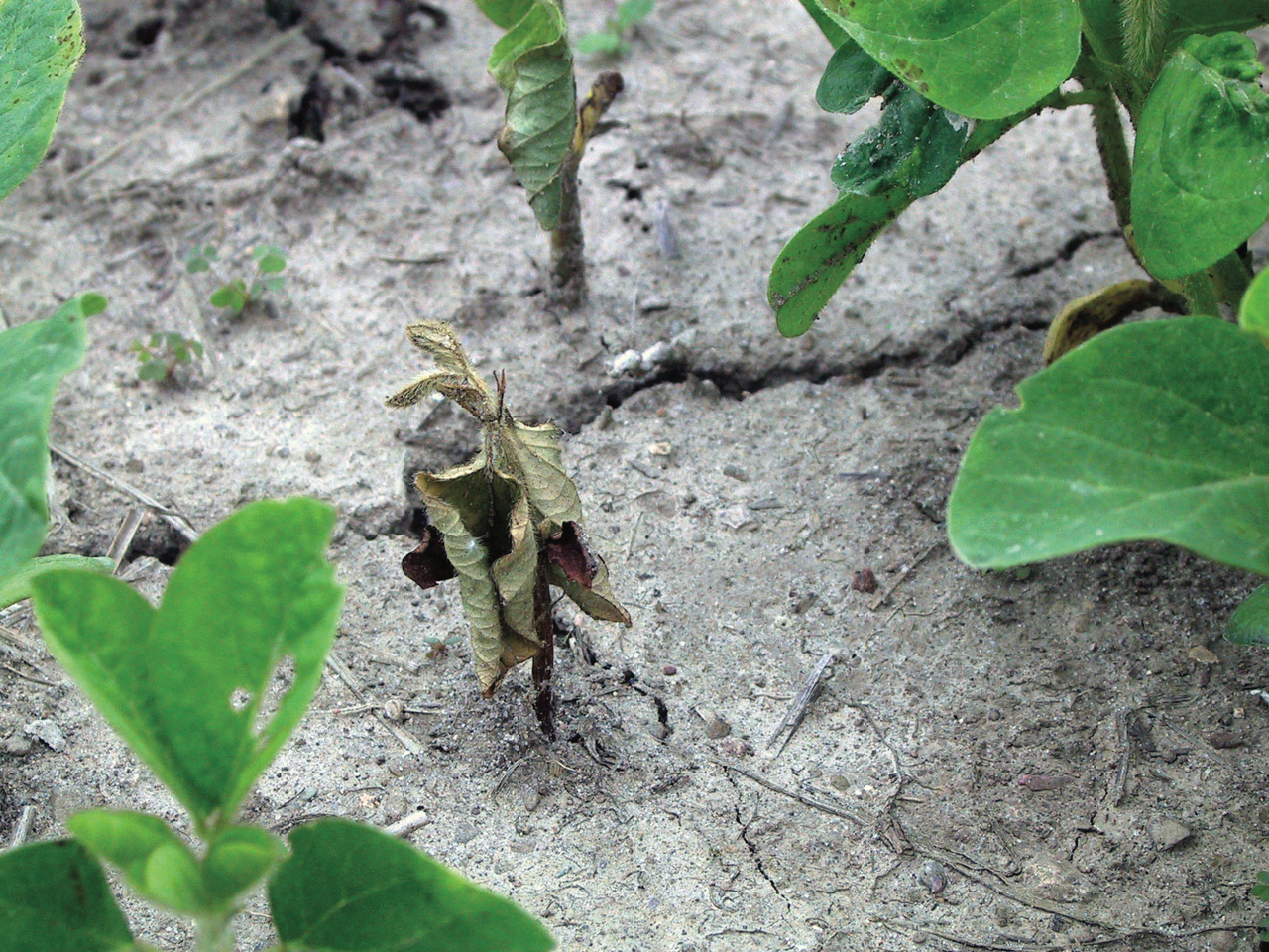 An Overview of Soybean Seedling Diseases