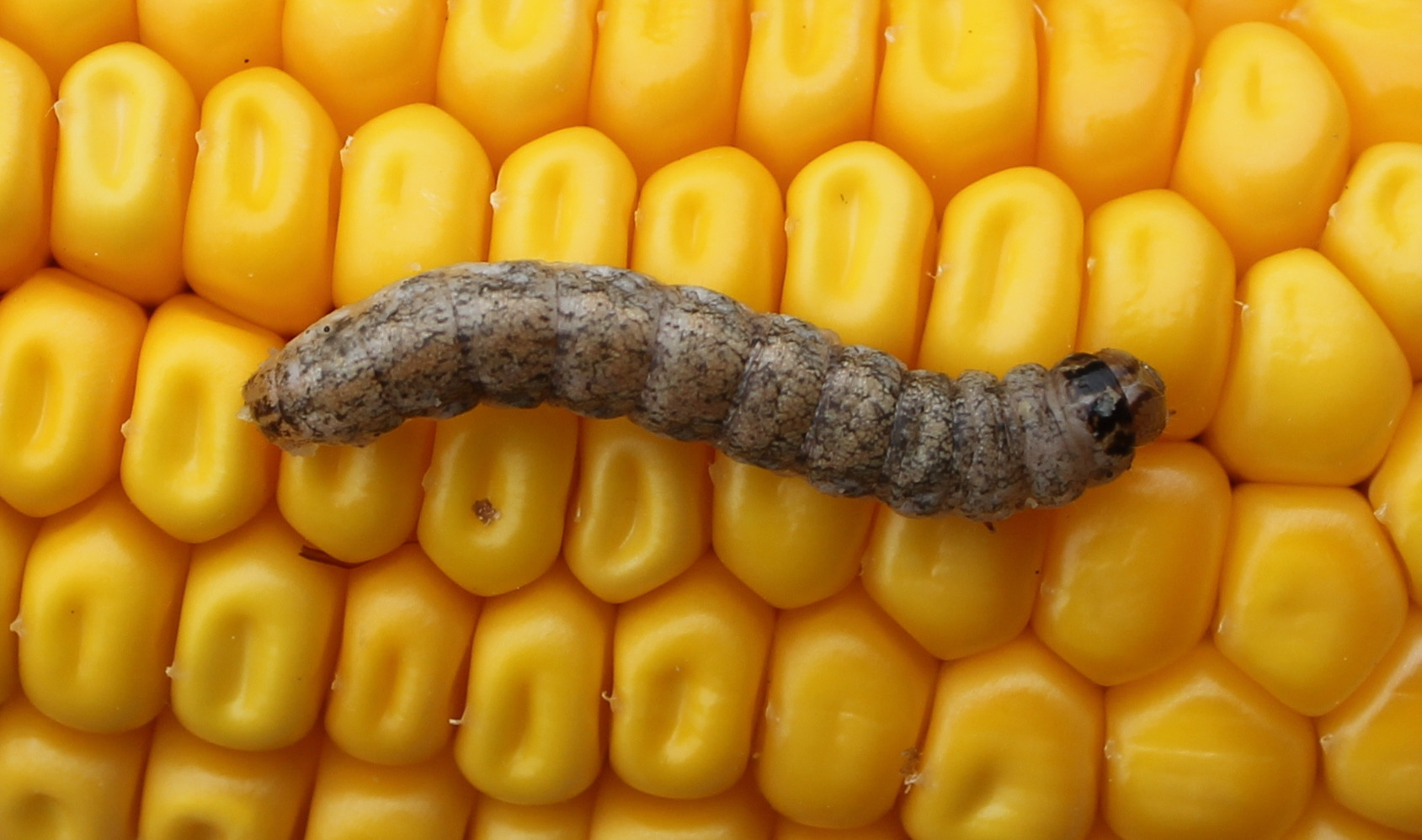 Corn Invertebrate Loss Estimates from the United States and Ontario, Canada — 2023