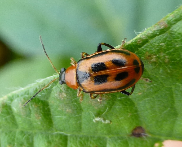 Soybean Invertebrate Loss Estimates from the United States — 2024