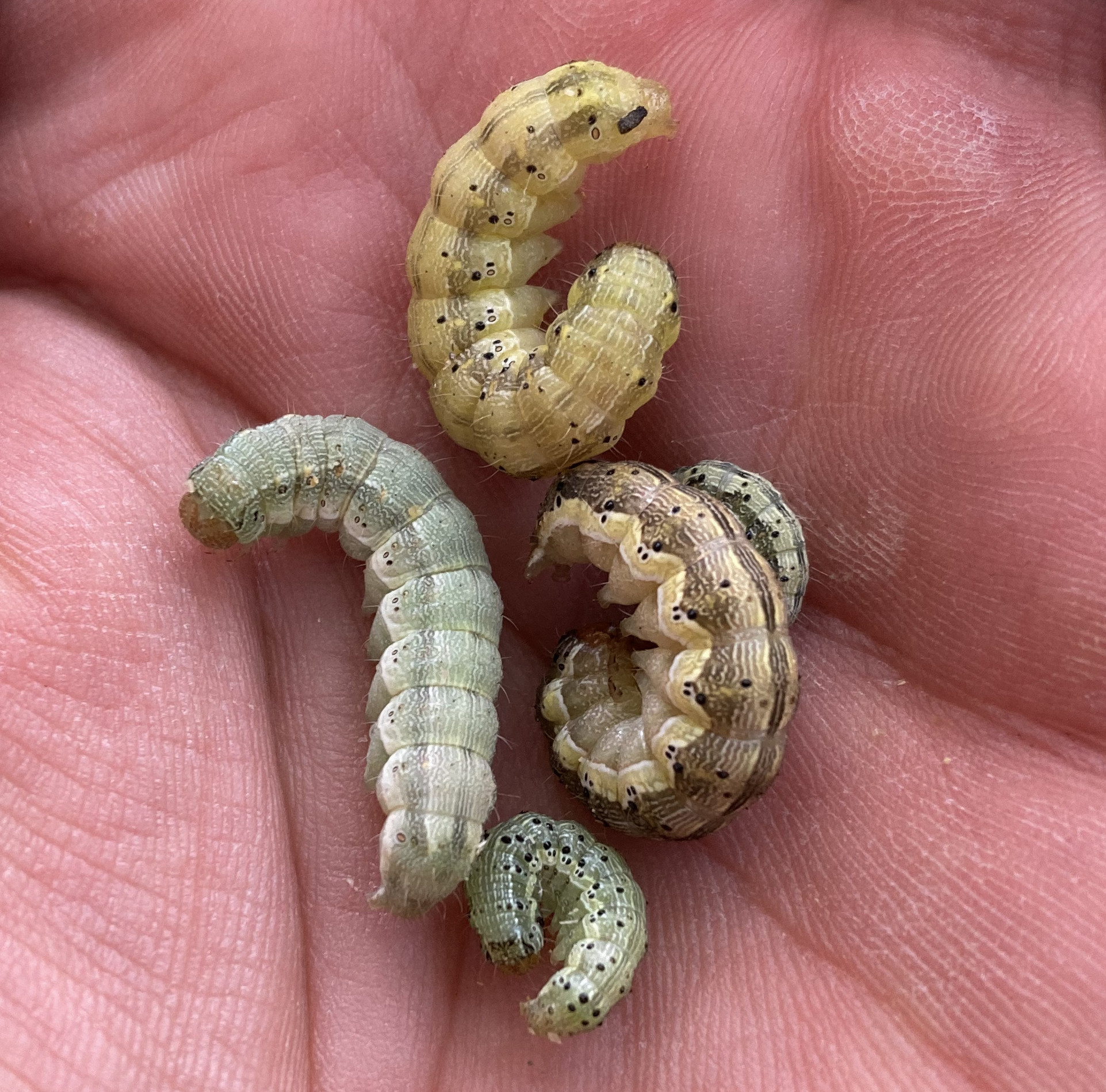 Soybean Invertebrate Loss Estimates from the United States — 2022