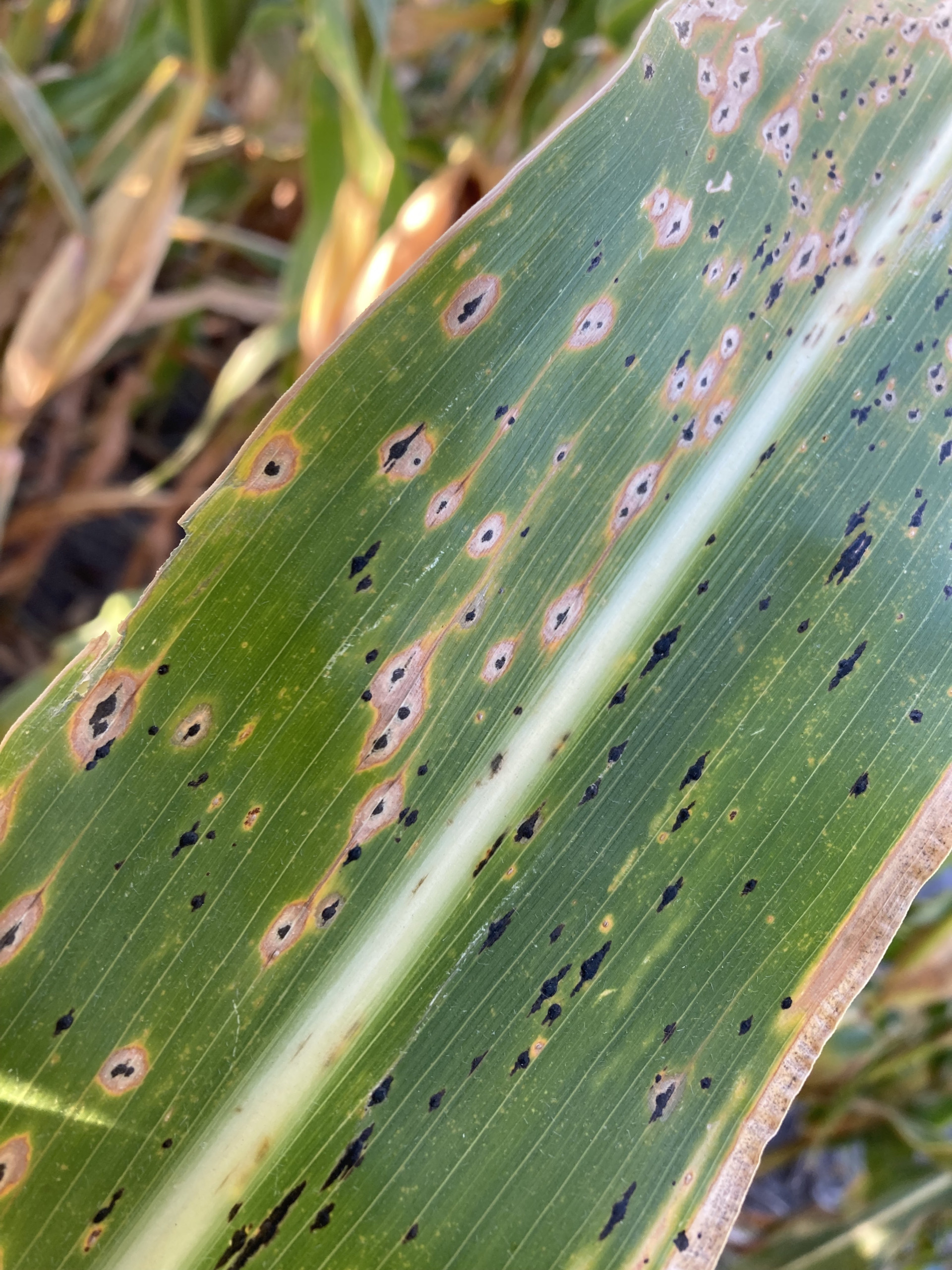 Corn Disease Loss Estimates From the United States and Ontario, Canada — 2022