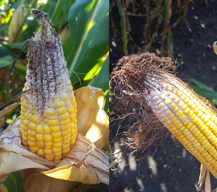 Disease Development and Deoxynivalenol Accumulation in Silage Corn