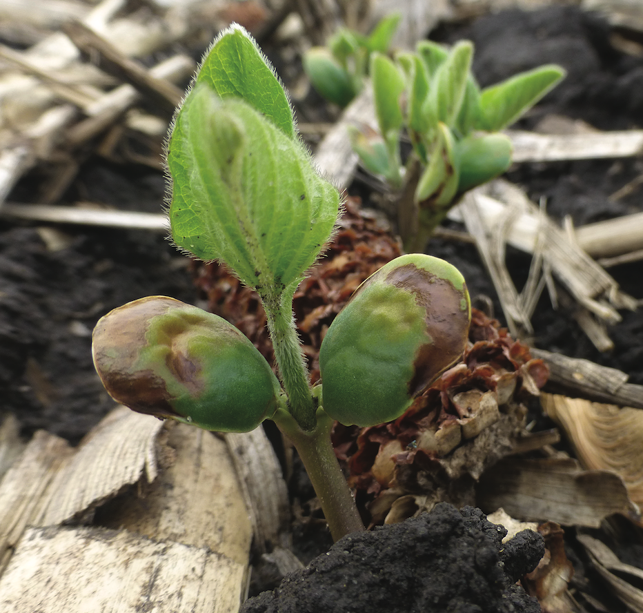Using ILEVO with Preemergence Herbicides