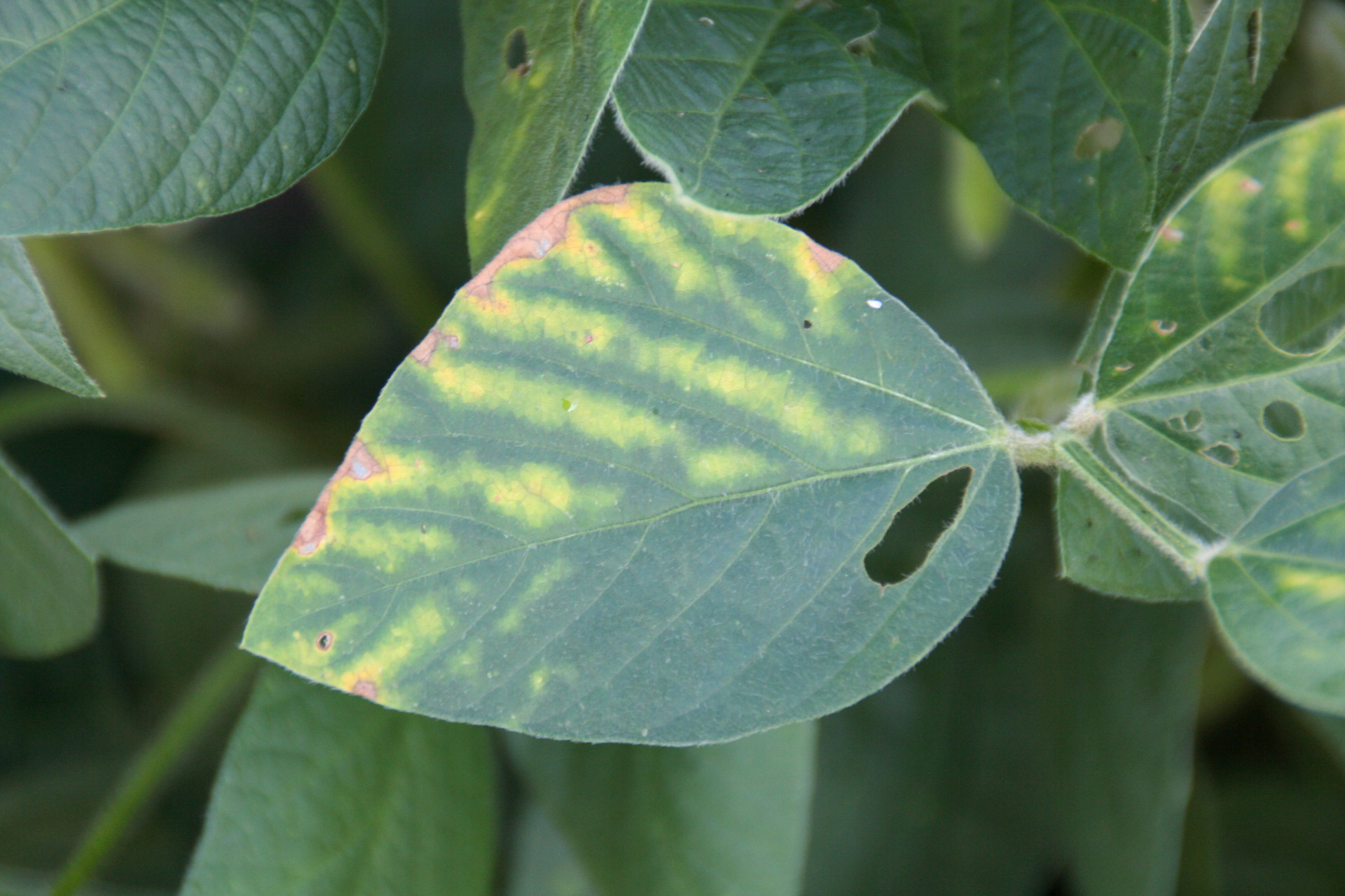 Diagnosing Interveinal Chlorosis in Soybeans — it’s not just SDS (Archived)