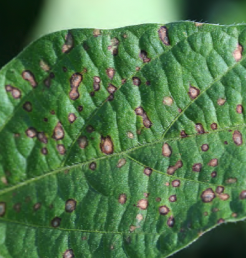Fungicide Efficacy for Control of Soybean Foliar Diseases