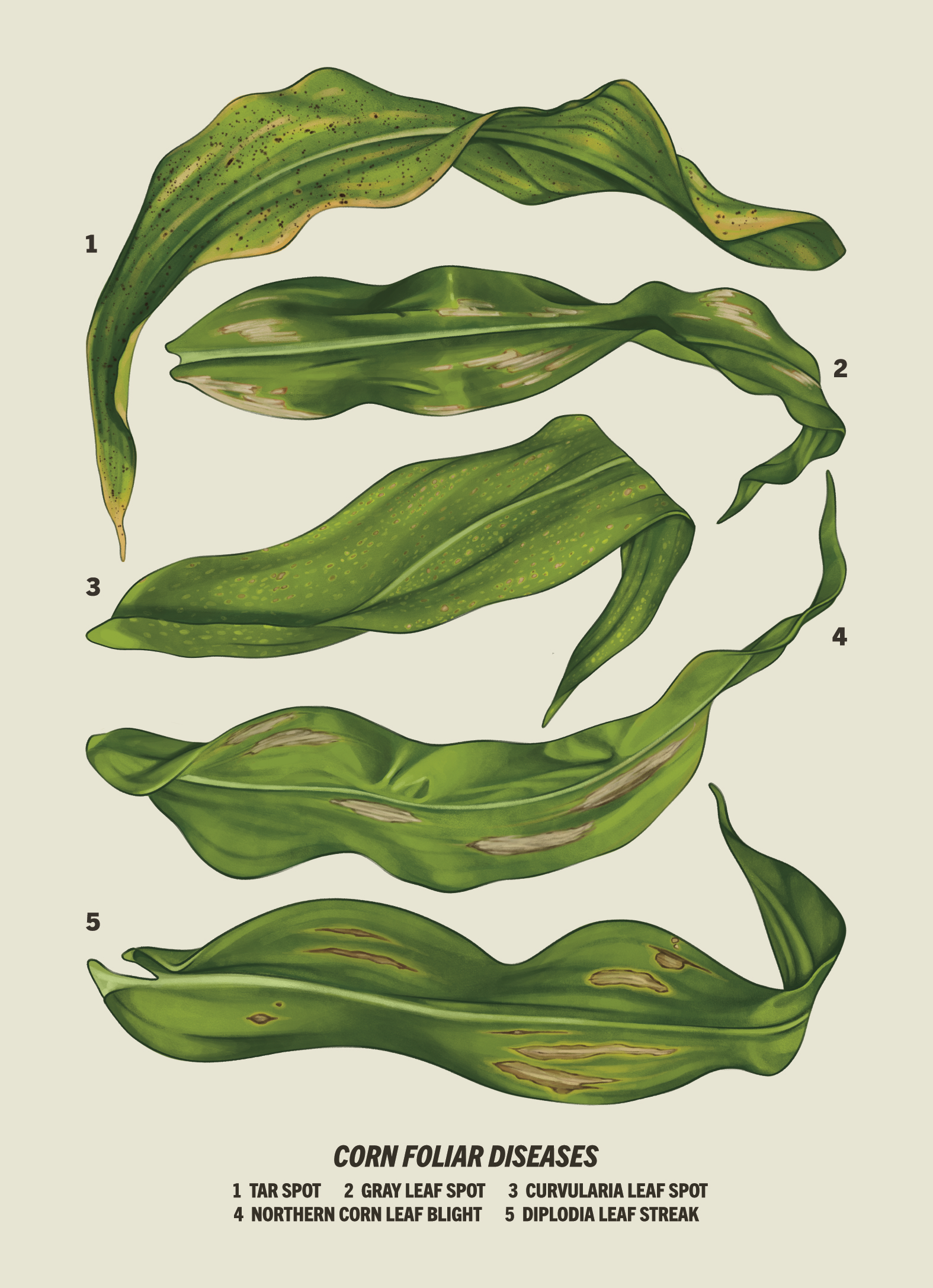Corn Foliar Disease Diagnostic Poster and Postcard