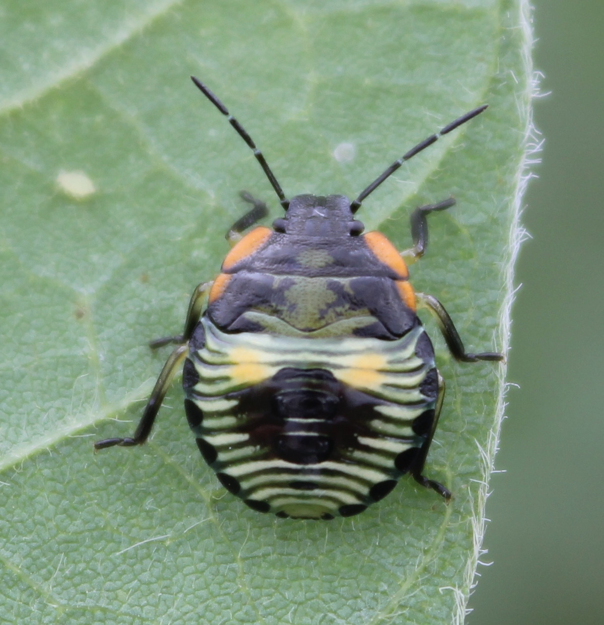 Soybean Invertebrate Loss Estimates from the United States — 2023