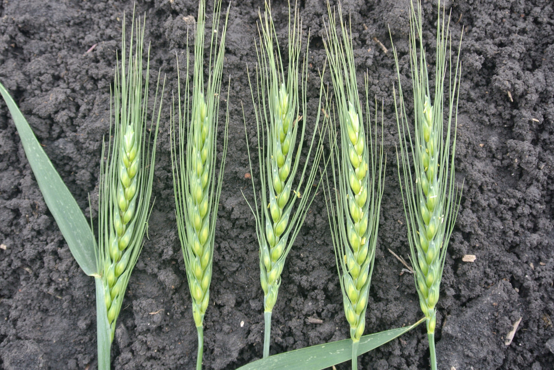Optimizing Fungicide Use for Fusarium Head Blight (Scab) and Associated Mycotoxins