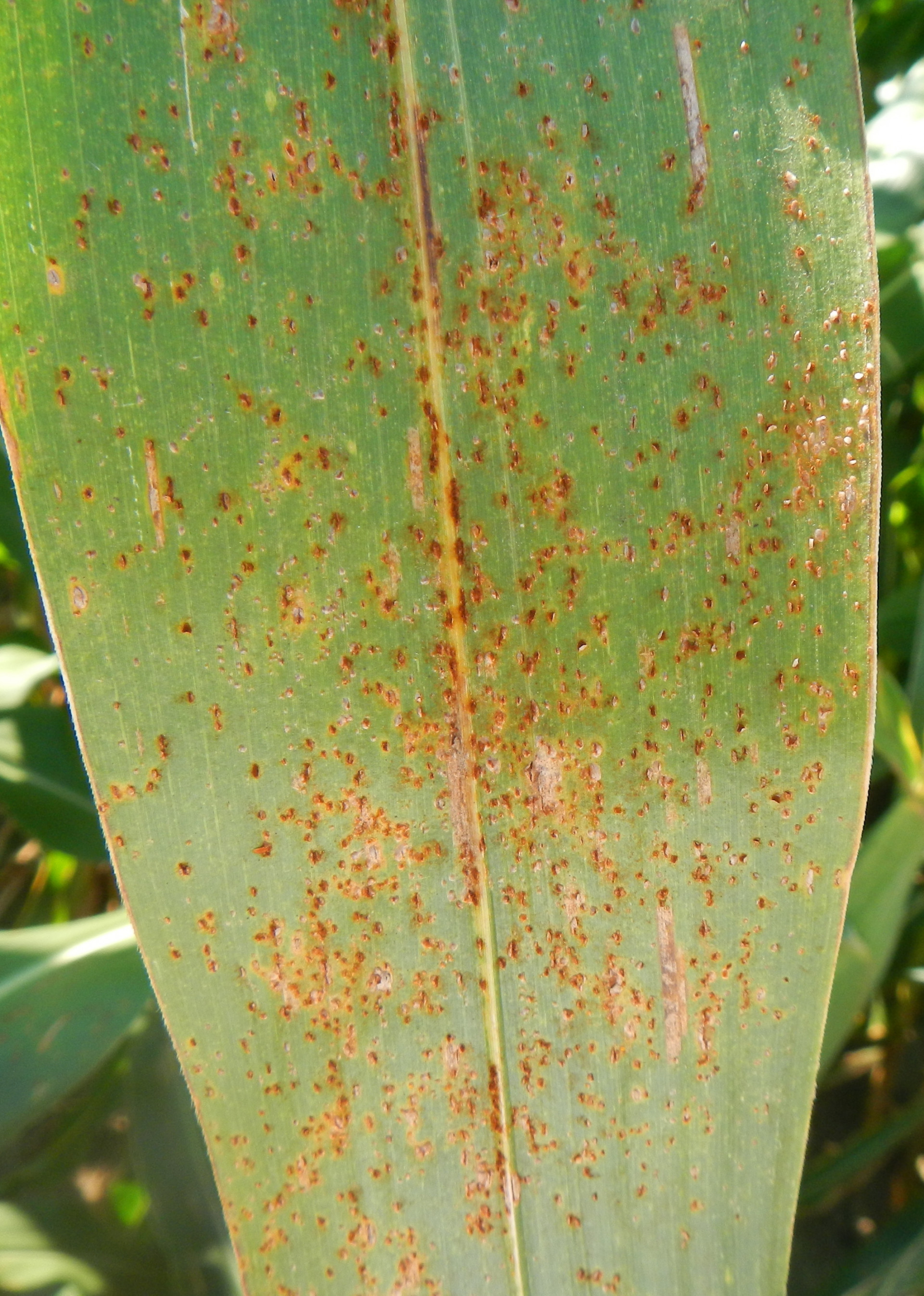 Impact of foliar fungicide timing and fungicide class on corn yield response in the United States and Ontario, Canada