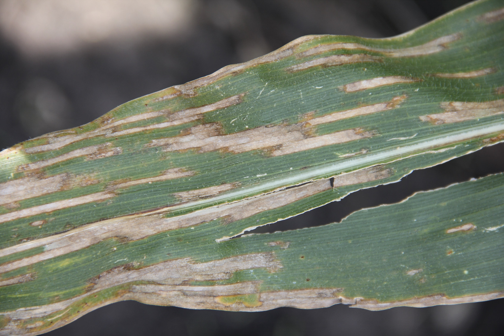Corn Row Spacing Impacts Rates of In-furrow Fungicide Applications (Archived)