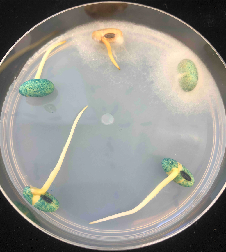 Soybean Seed Treatments and Oomycete Fungicide Resistance Testing