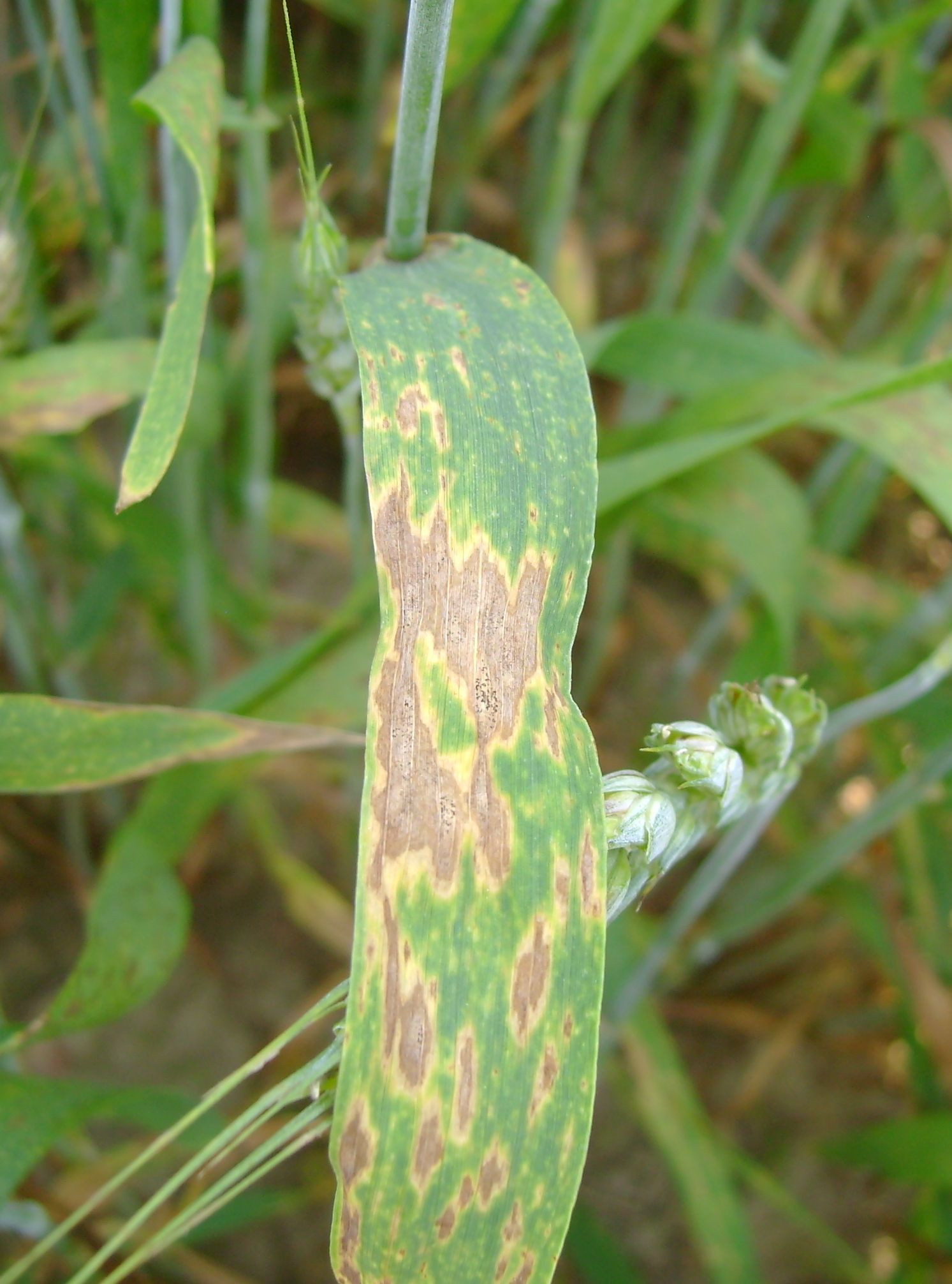 An Overview of Stagonospora Nodorum Leaf and Glume Blotch