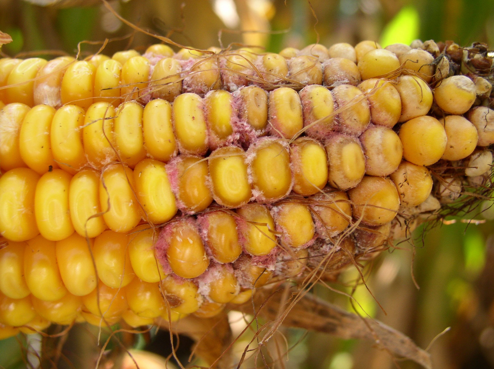 Corn Disease Loss Estimates From the United States and Ontario, Canada — 2019