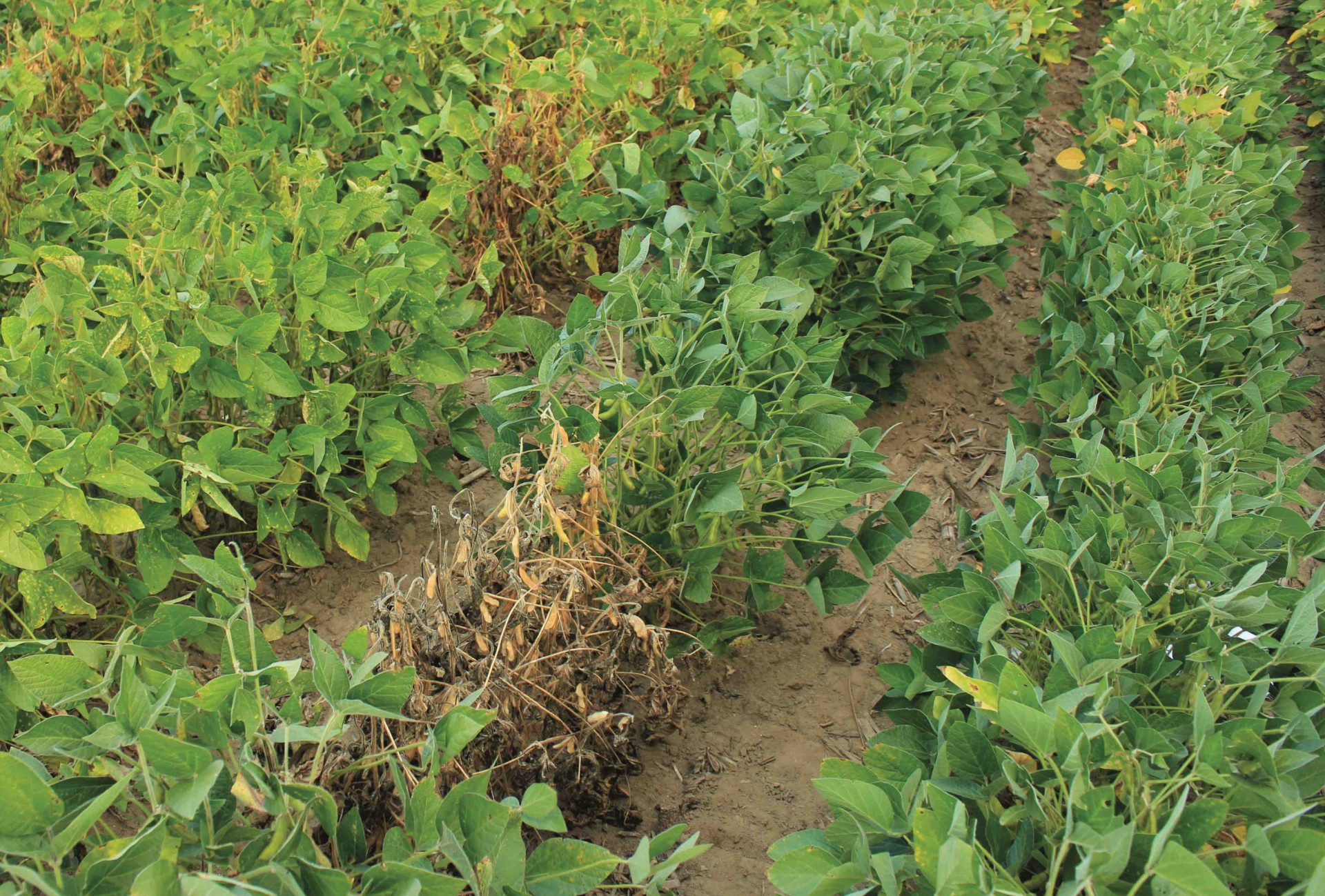 An Overview of Stem Canker (Archived)