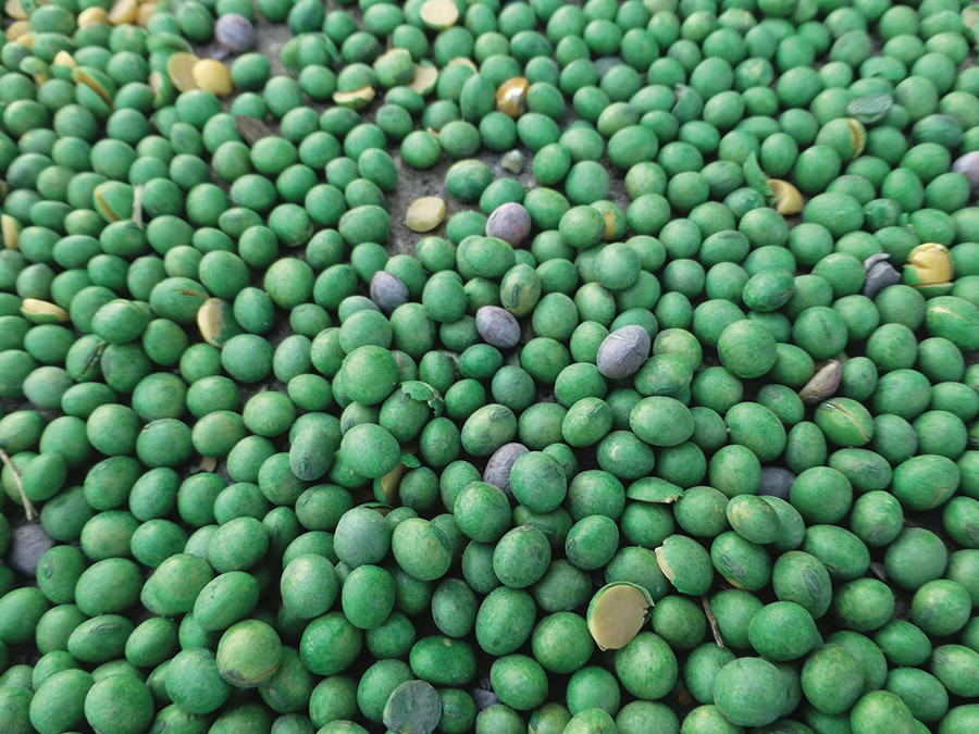 Factors to Consider Before Using a Soybean Seed Treatment (Archived)