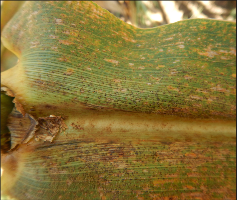 An Overview of Southern Rust
