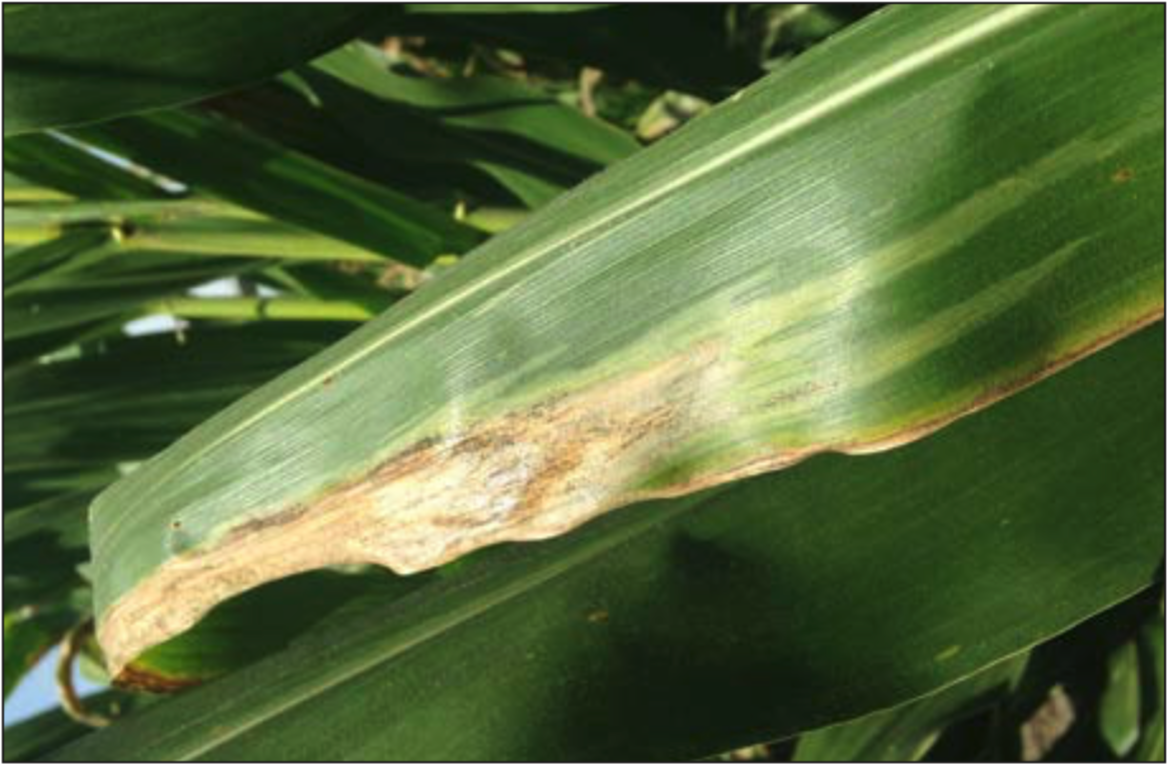 An Overview of Goss's Bacterial Wilt and Blight (Archived)
