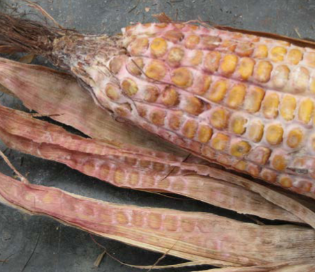 Mycotoxin FAQs (Archived)