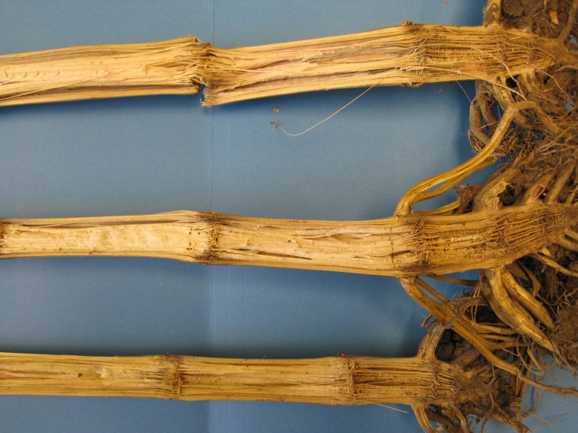 Corn Disease Loss Estimates From the United States and Ontario, Canada — 2020