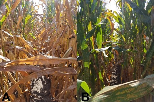 How Tar Spot of Corn Impacted Hybrid Yields During the 2018 Midwest Epidemic