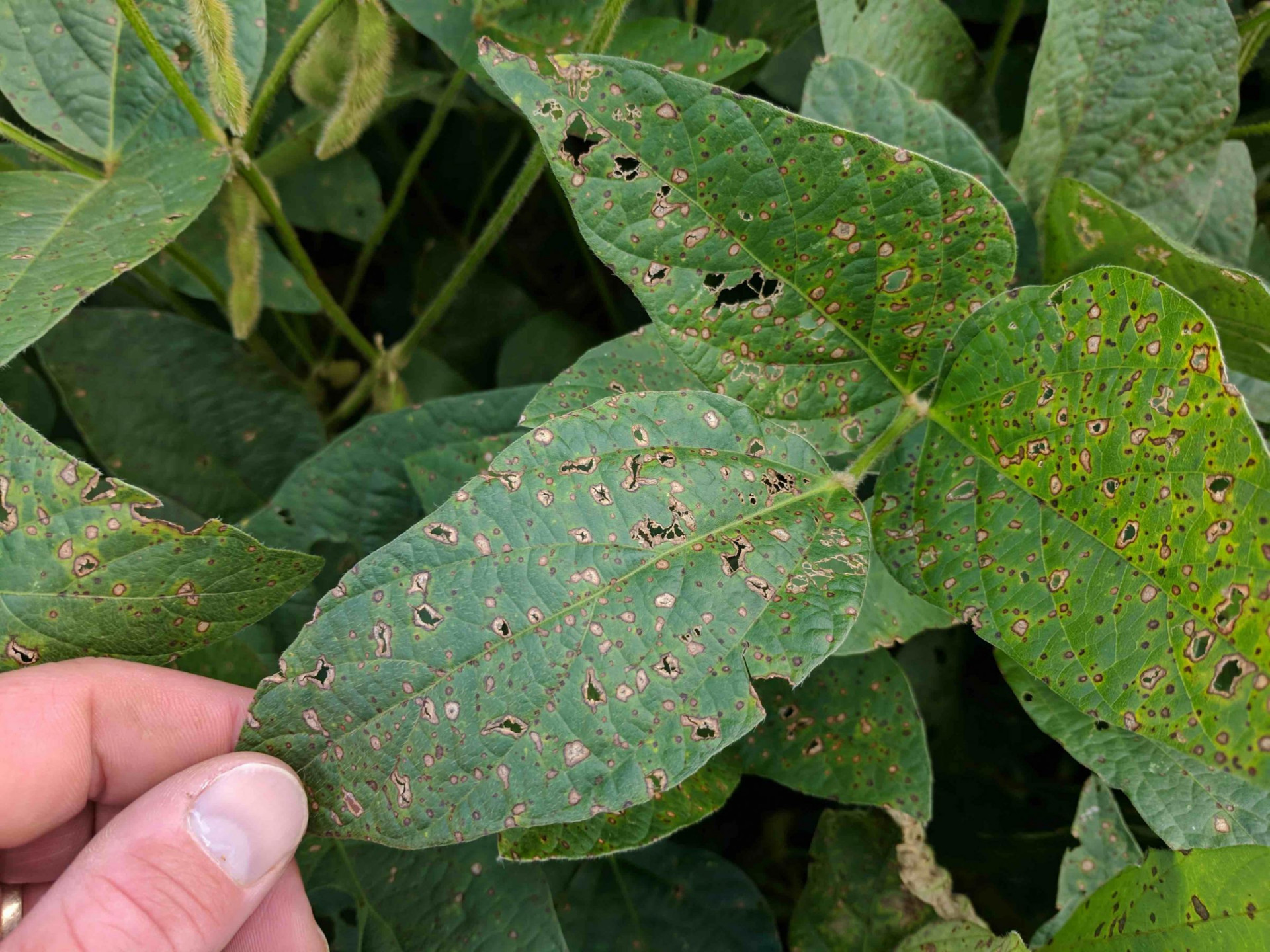 Soybean Disease Loss Estimates From the United States and Ontario, Canada — 2018