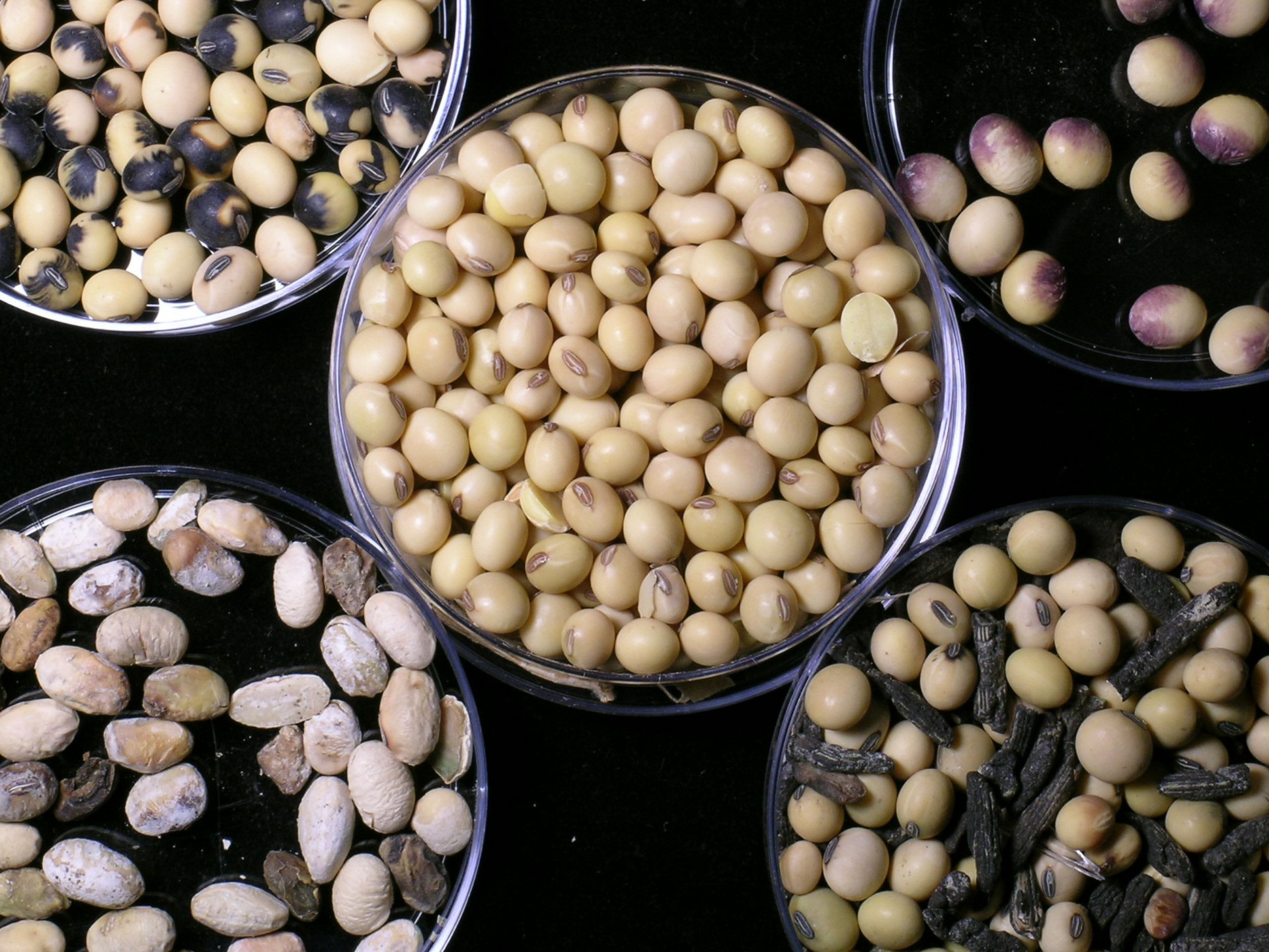 Scouting for Soybean Seed Diseases