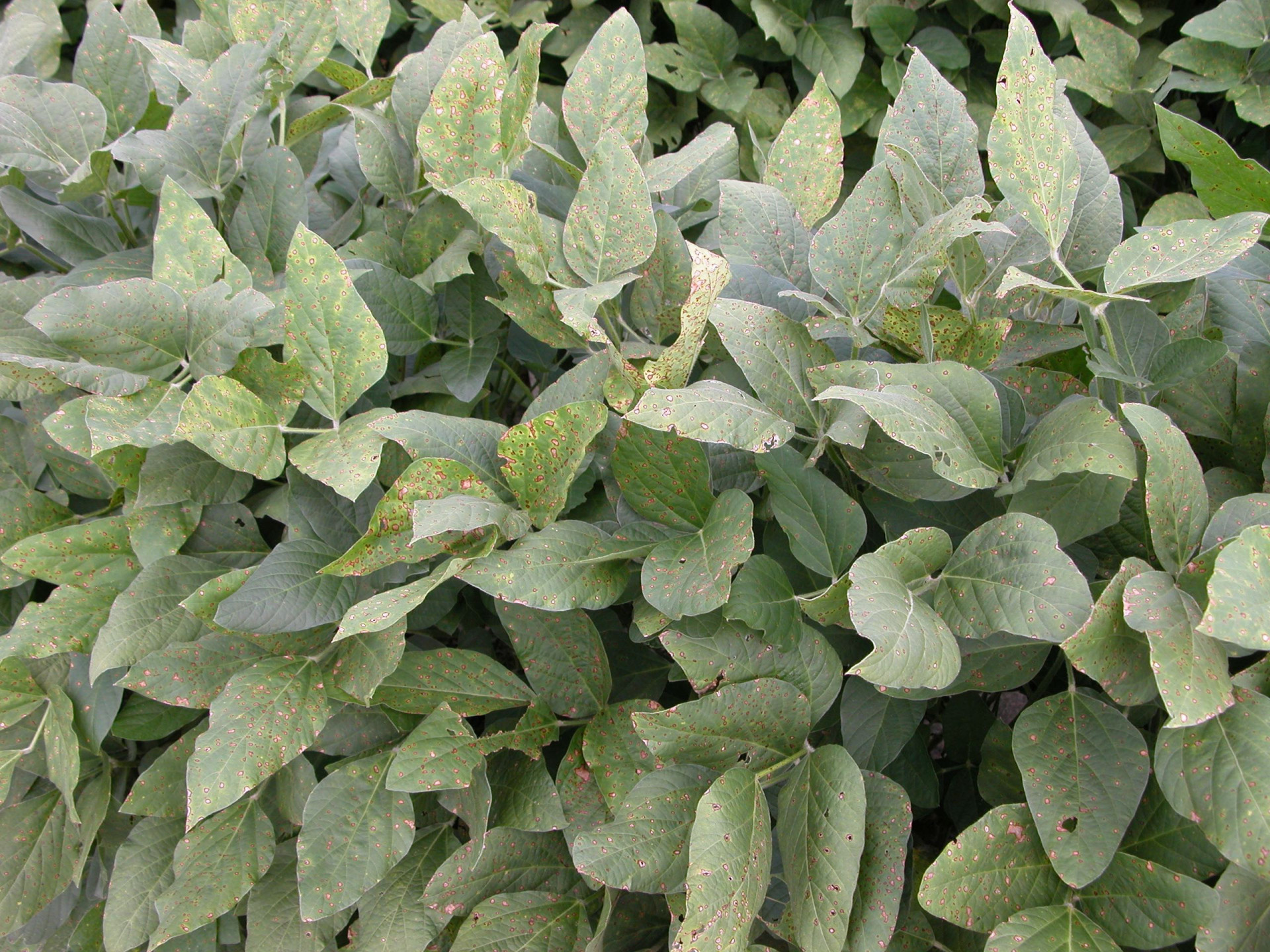 An Overview of Frogeye Leaf Spot