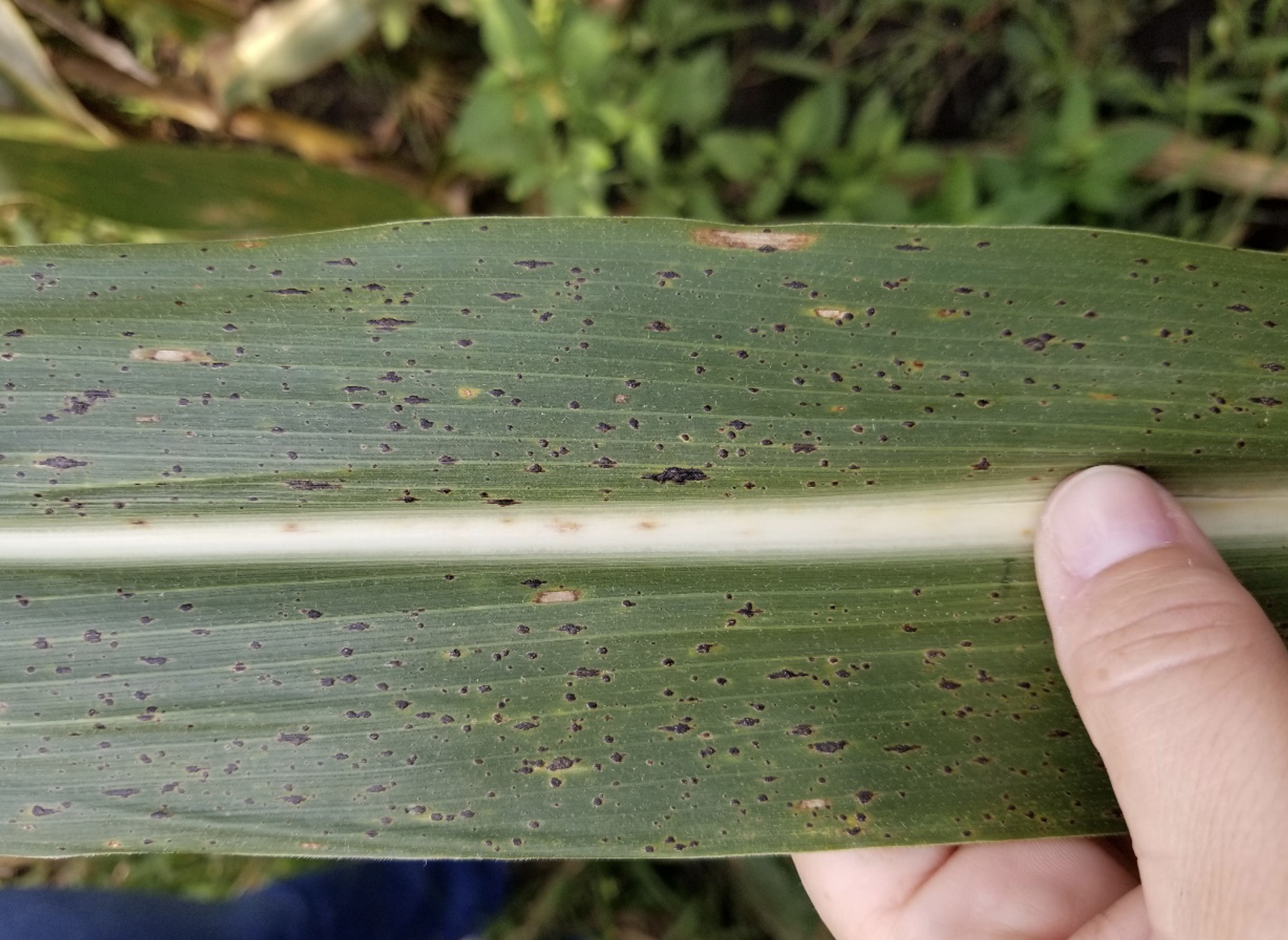 Will a Second Fungicide be Worth the Cost for Tar Spot Management?