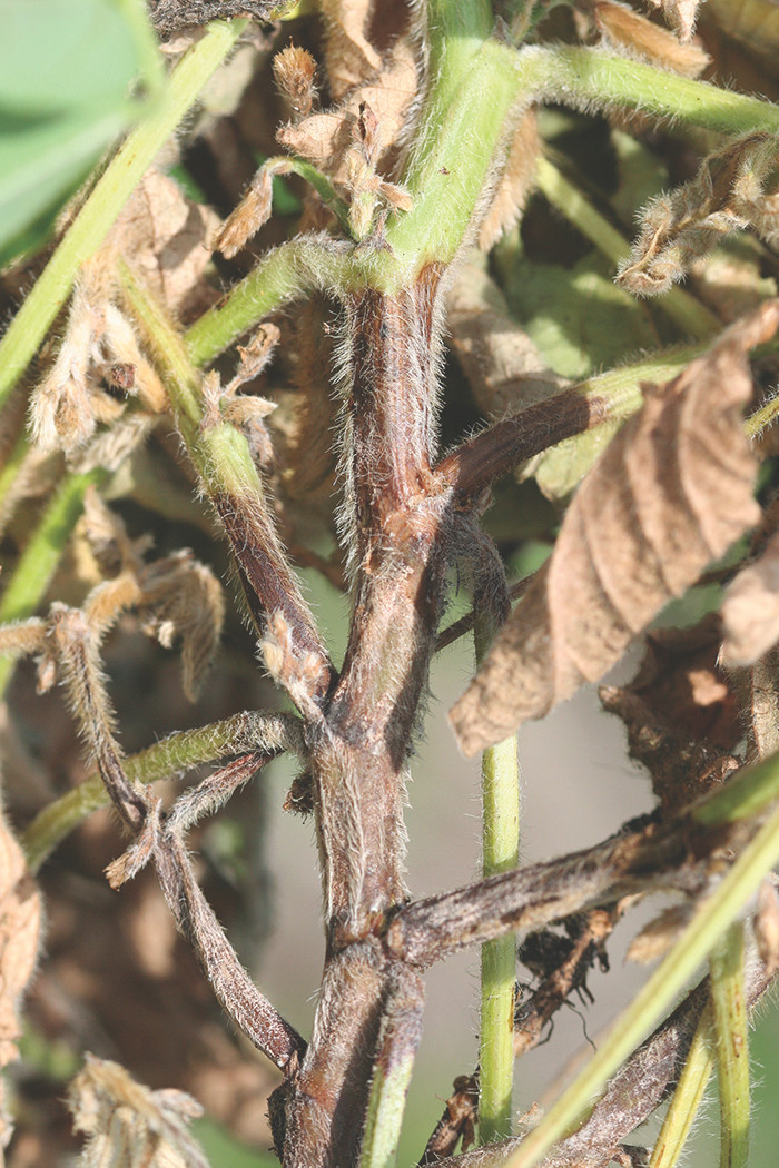 Scouting for Soybean Stem Diseases (Archived)