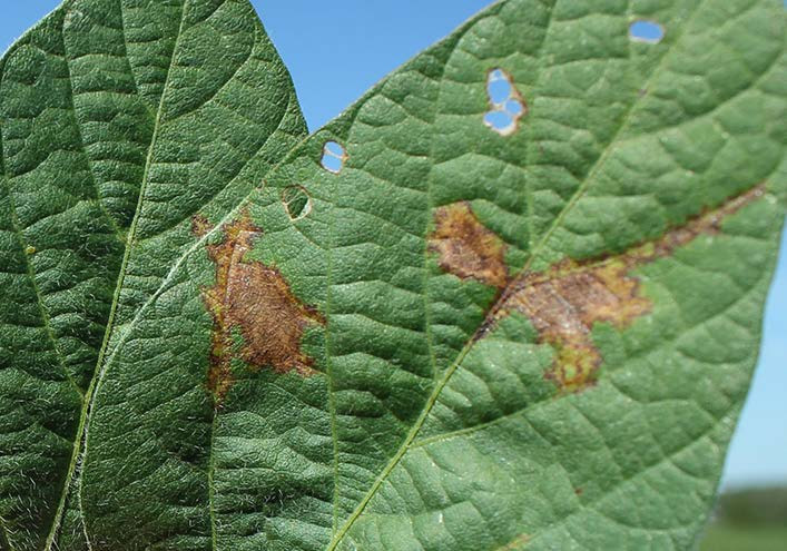 An Overview of Soybean Vein Necrosis Virus (Archived)