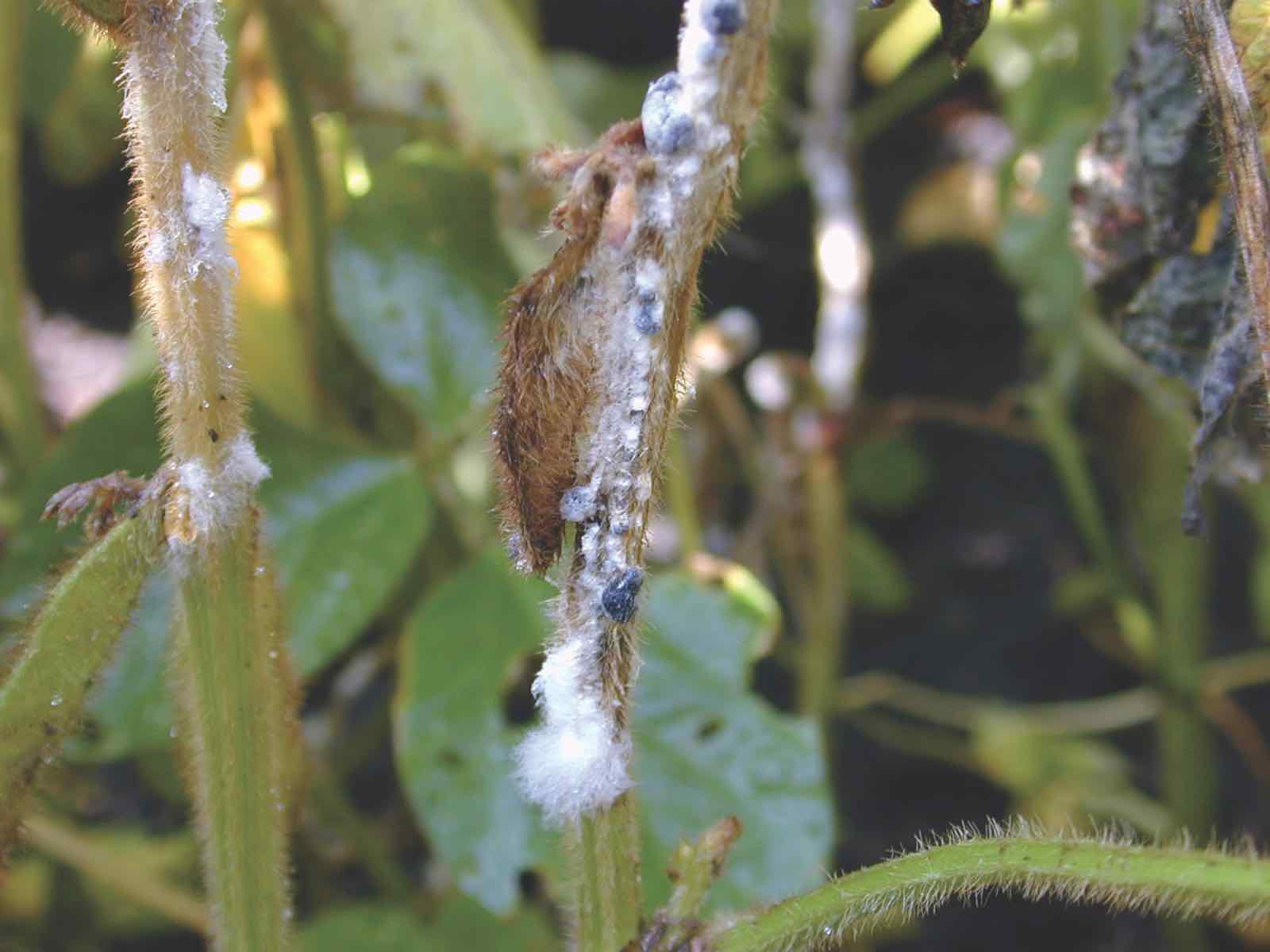 An Overview of White Mold (Archived)