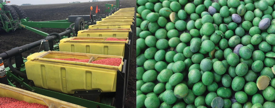 Seed Treatments: Questions that Emerge When Plants Don’t (Archived)