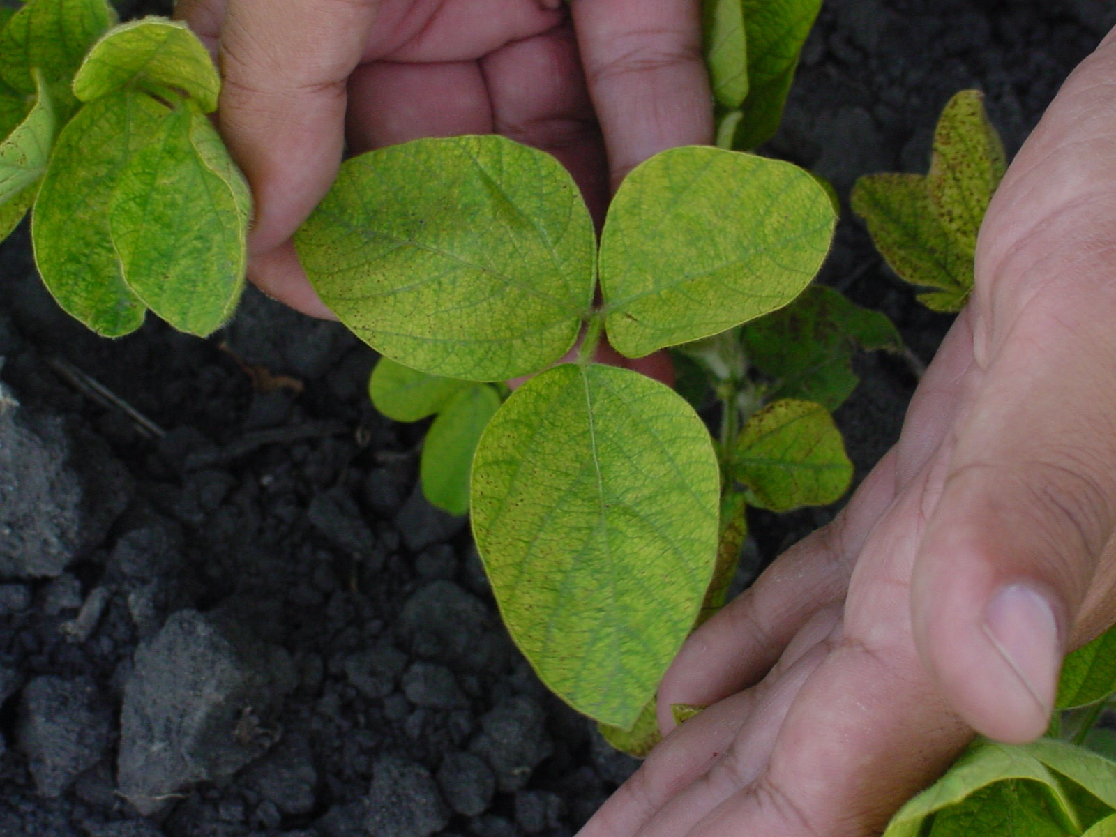 Considerations for Selecting Soybean Varieties