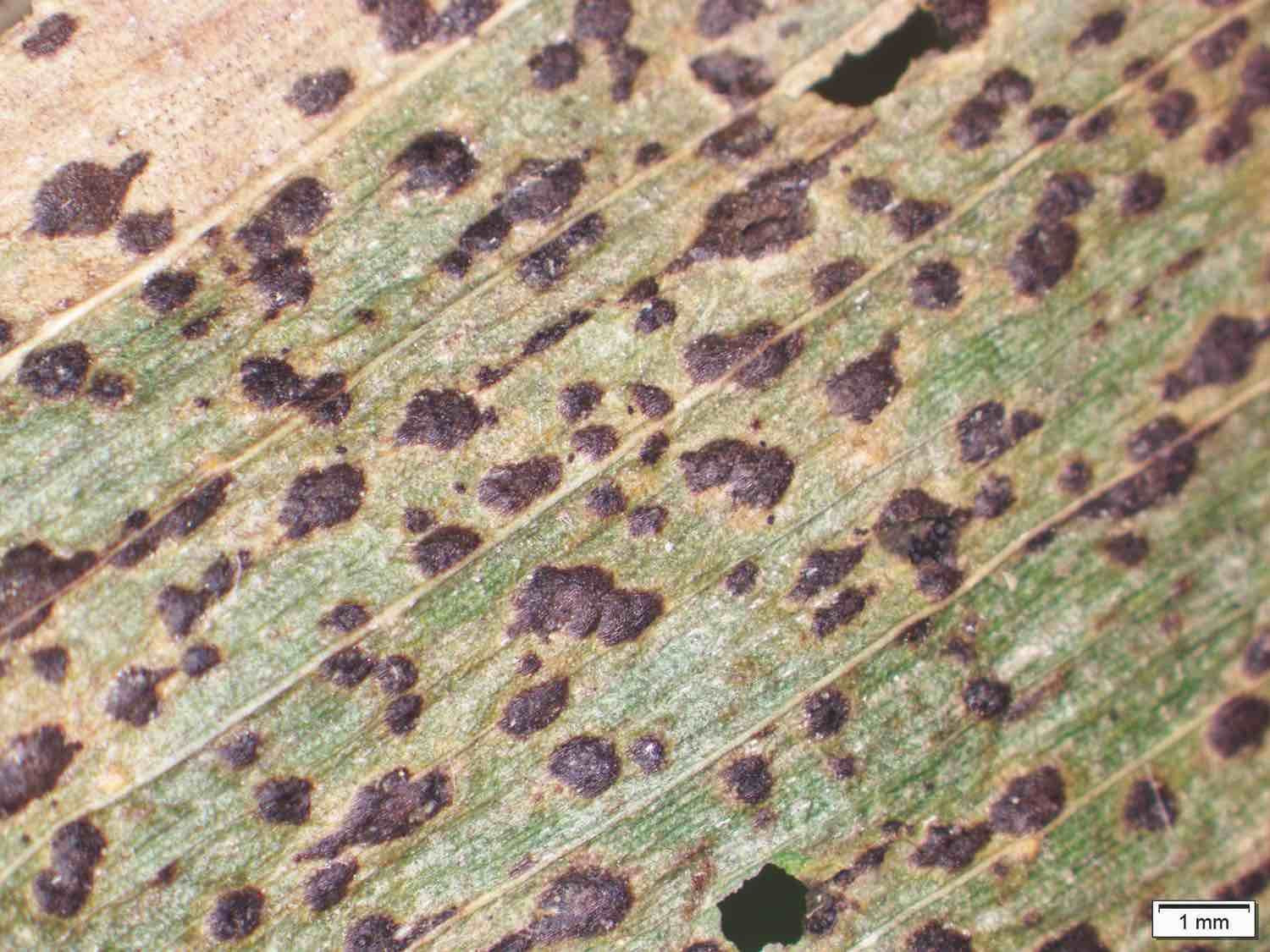 An Overview of Tar Spot