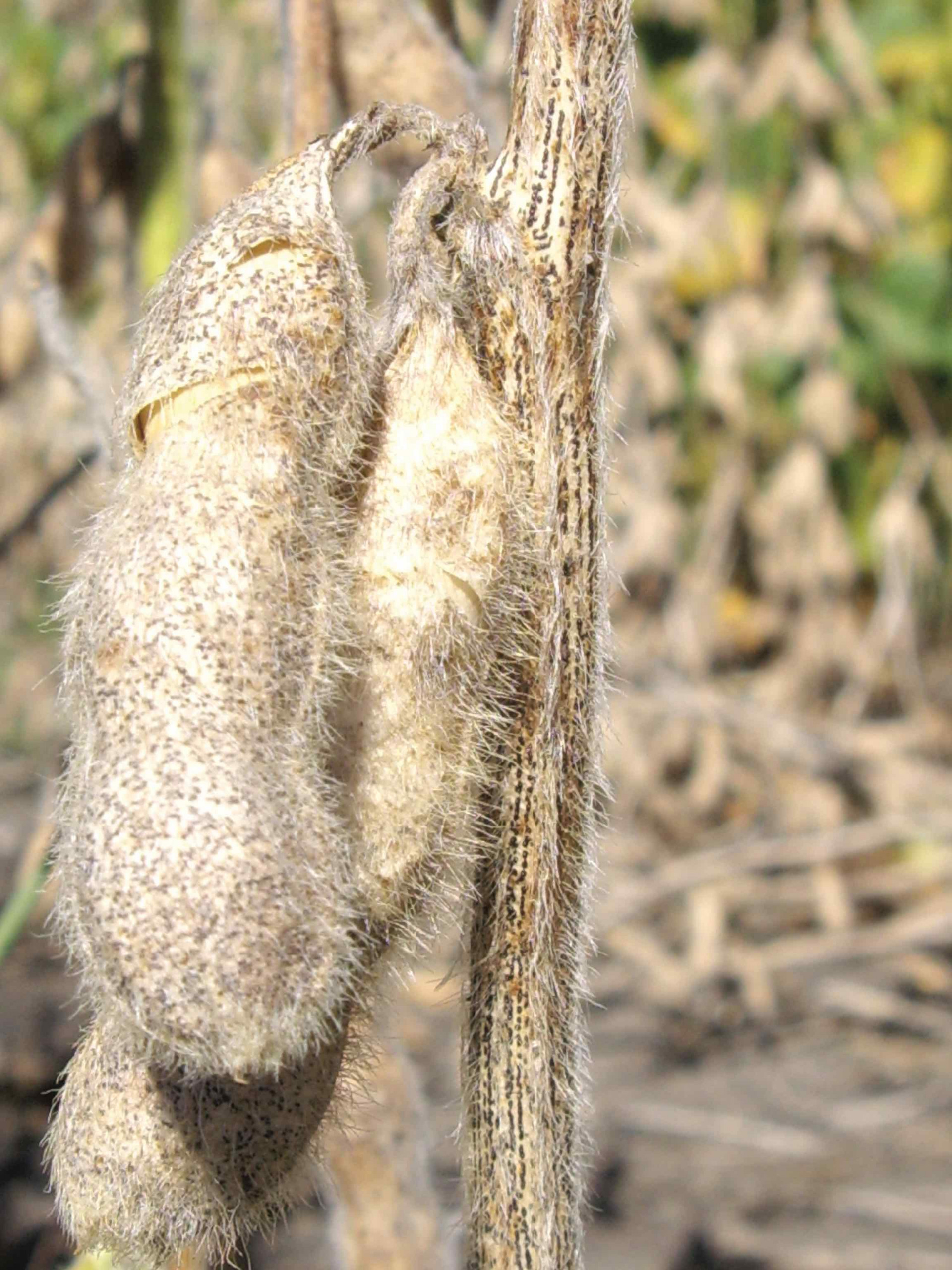 An Overview of Pod and Stem Blight and Diaporthe Seed Decay