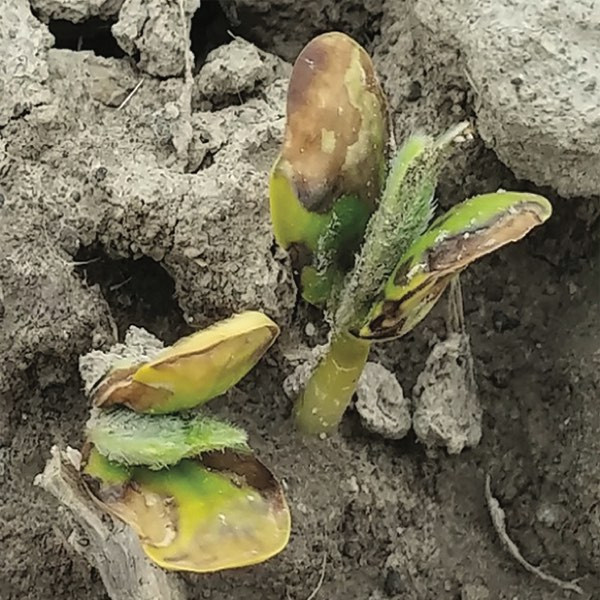 Using ILEVO with Preemergence Herbicides (Archived)