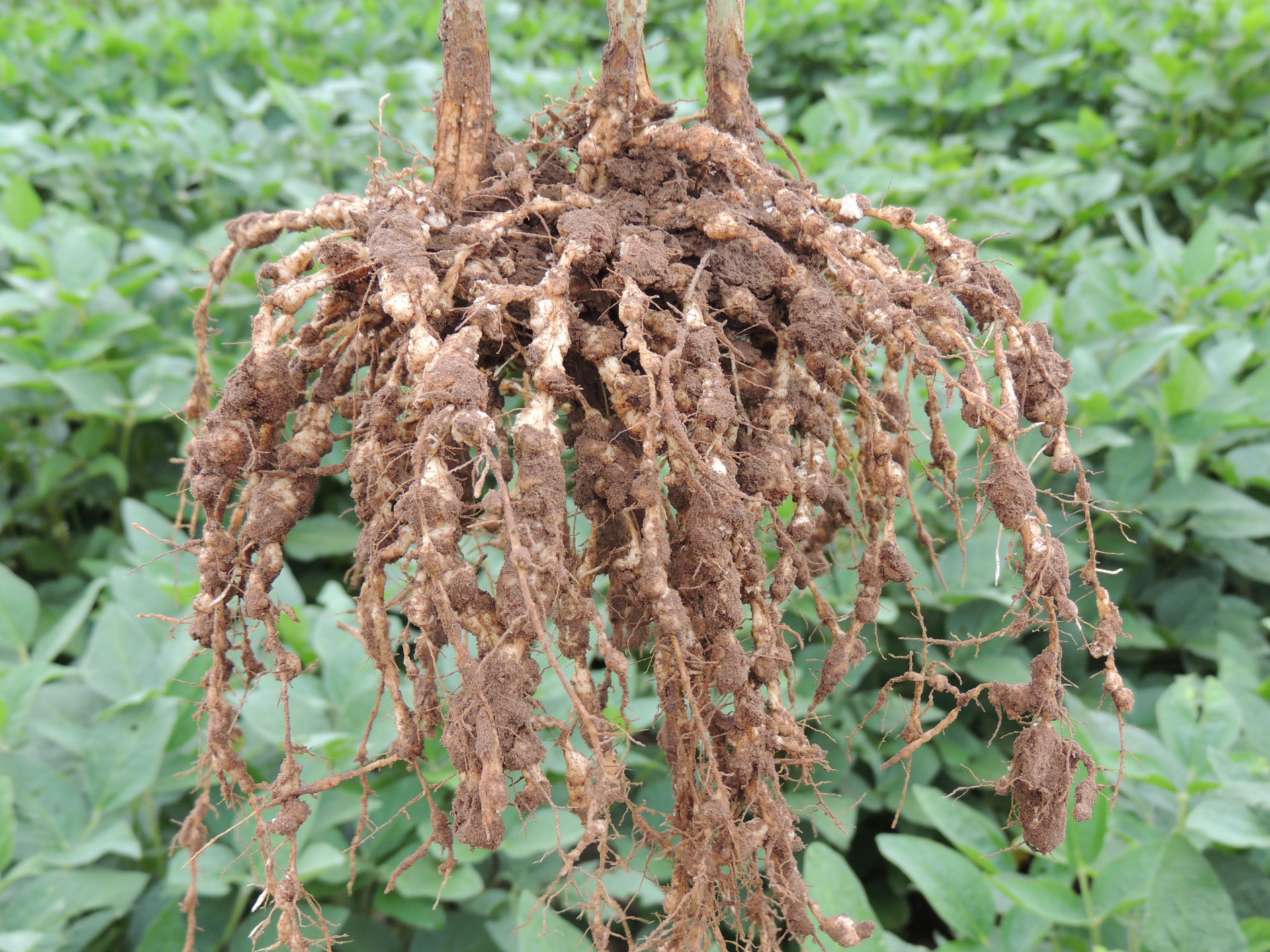 An Overview of Root-Knot Nematodes (Archived)