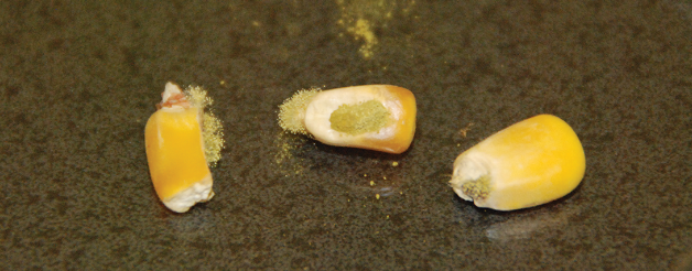 Storing Mycotoxin-Affected Grain (Archived)