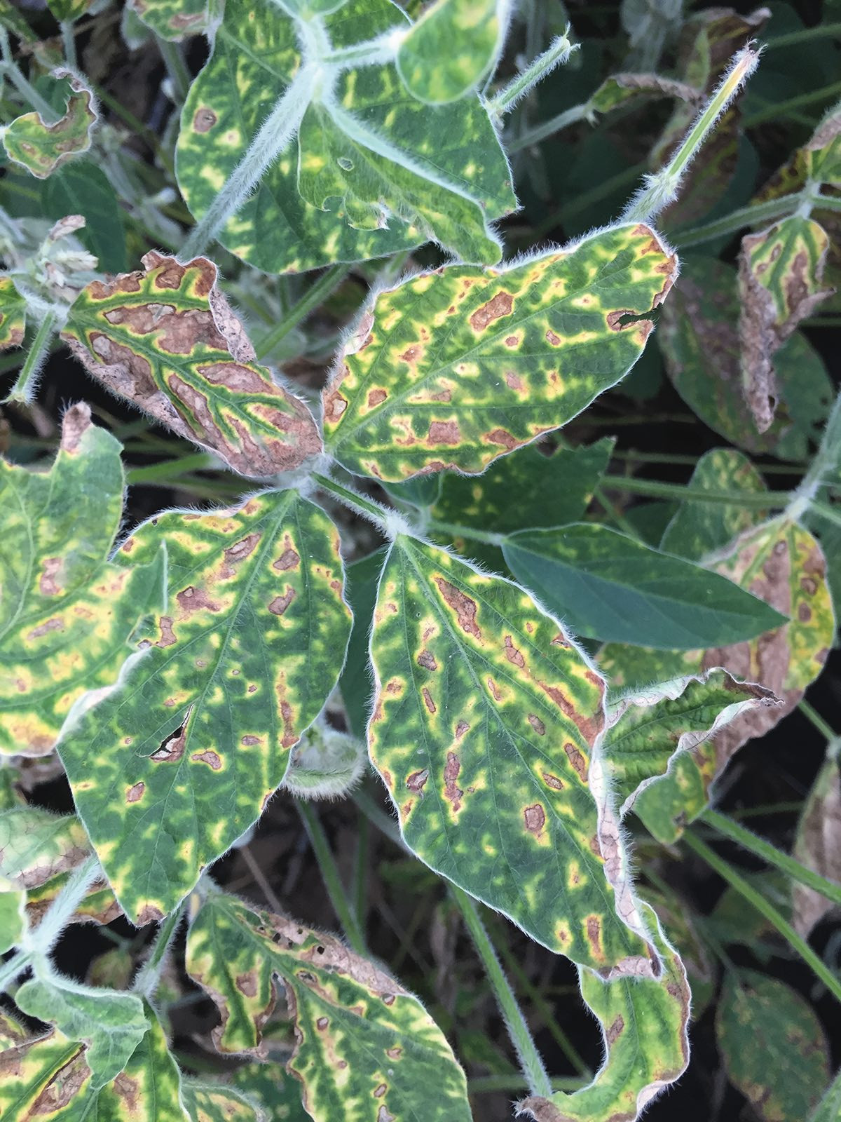 Scouting for Sudden Death Syndrome in Soybean (Archived)