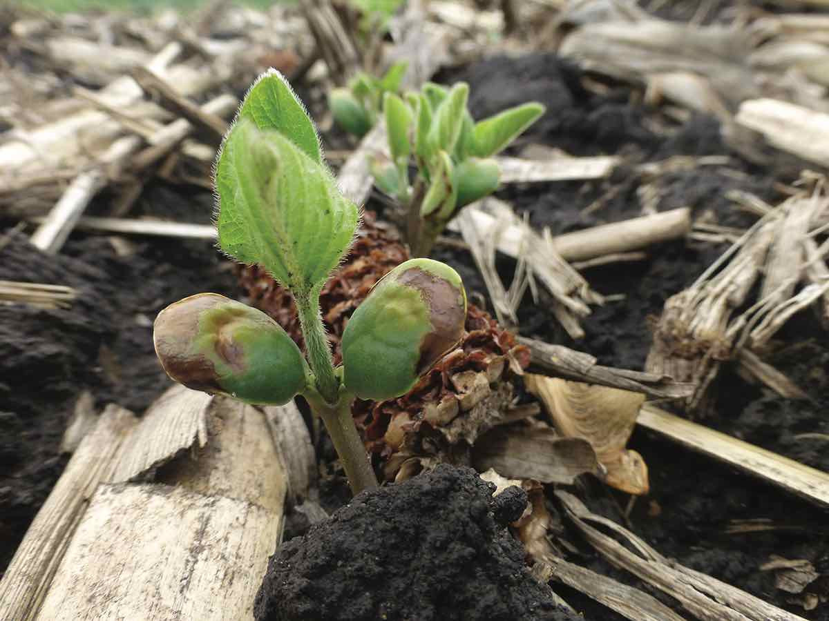 Scouting for Soybean Seedling Diseases (Archived)
