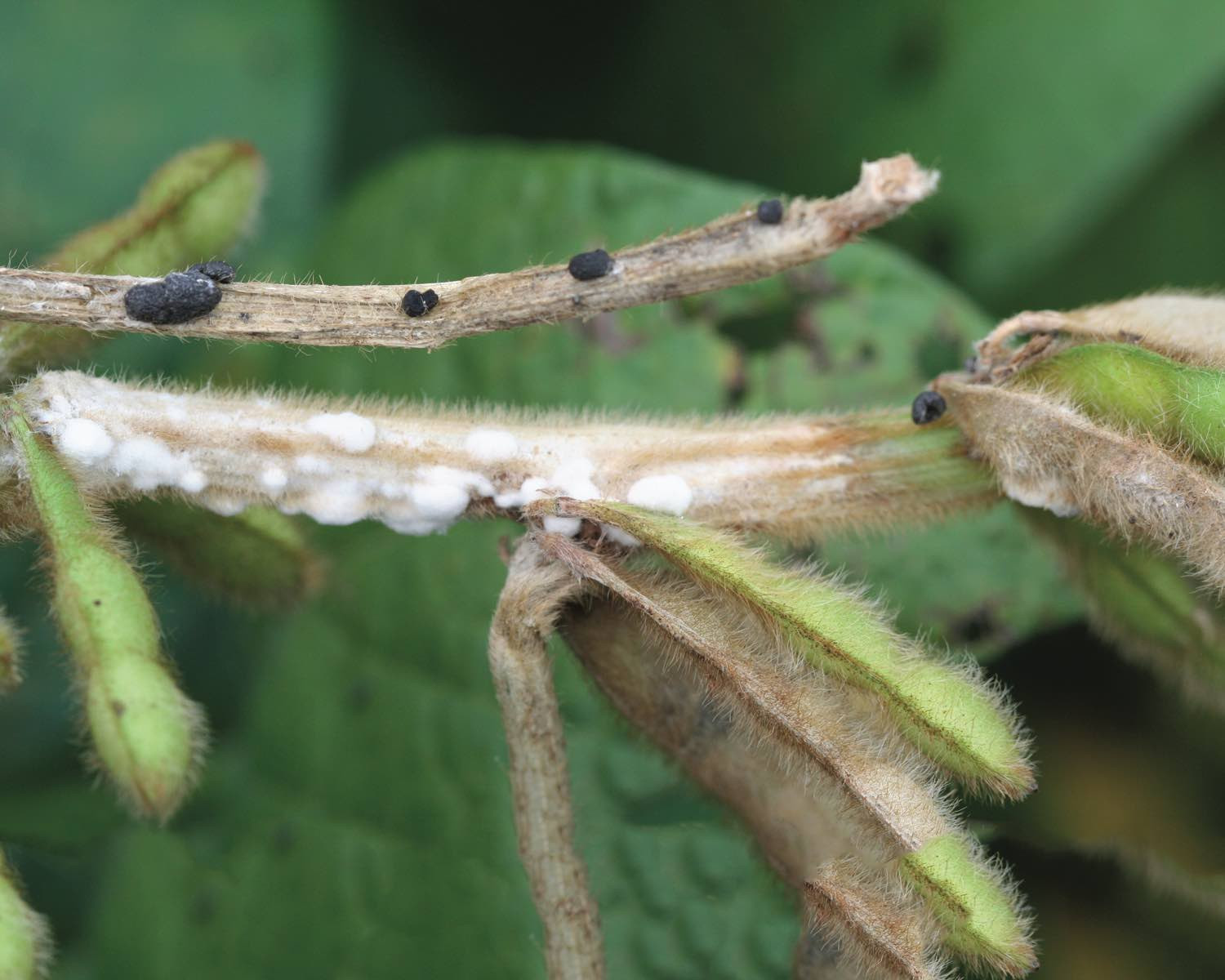 Scouting for White Mold in Soybean (Archived)